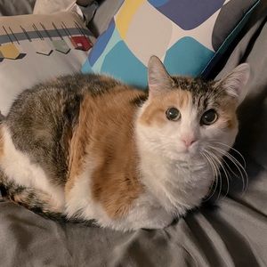 Meet your Posher, Monica